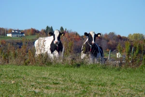 Obrtna sredstva za ruralni razvoj: Izmjena uvjeta kreditiranja