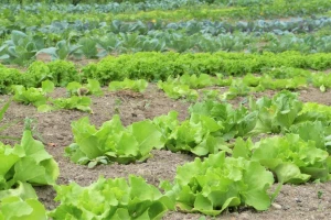 HSEP vas poziva na predavanje o biodinamičkim metodama u uzgoju povrća