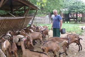 Željko Kleić: Alpino koze su odlične iako ih, da bi se dale musti, često moramo podmititi