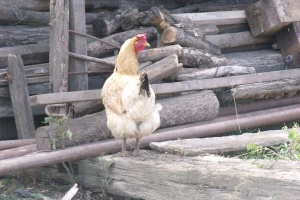 Zimi potražnja odlična, a ljeti bacao jaja svinjama?
