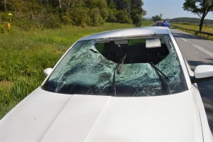 Nesvakidašnja nesreća: Srndać završio u automobilu, vozač lakše ozlijeđen