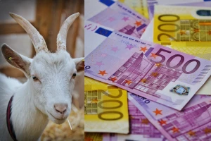 Koza pojela 20.000 eura?
