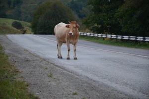 Loš tjedan za krave na cesti - udarene dvije