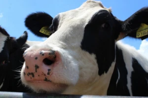 Krave nam šalju važne signale o svom zdravlju