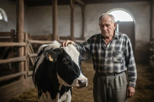 Krave umjesto da daju mlijeko, idu u klaonicu