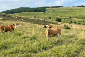 HKP: I naše krave jedu svaki dan, piju svaki dan, trebaju cjelodnevnu brigu i veterinara svaki dan