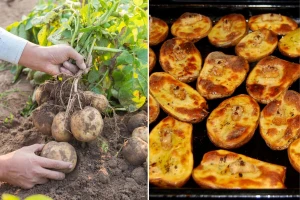 Zašto je krumpir toliko važan da je dobio svoj međunarodni dan?