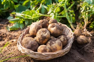 Kako prepoznati i spriječiti običnu krastavost krumpira