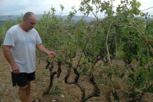 Tuča nošena orkanskim vjetrom otukla lišće, grožđe i peteljke!