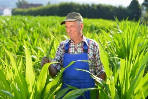 I Hrvatska će slijediti ne-GMO praksu?