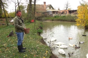 Veterinar Krunoslav na imanju uzgaja 11 labudova