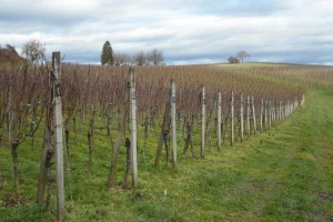 Restrukturiranje i konverzija vinograda - otvoreno javno savjetovanje