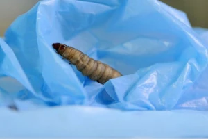 Ličinka rješenje za plastični otpad?