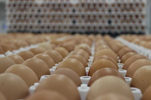 Ostvarili zacrtano: Imamo prva certificirana domaća jaja bez GMO-a
