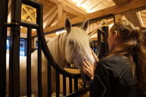 Licenciranje lipicanskih pastuha privatnog uzgoja