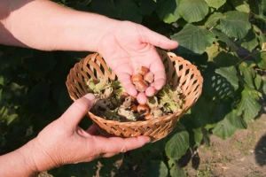 Posla ima puno, a lješnjak je trenutno 70 kn/kg