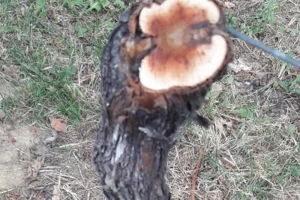 "Eska" više ne napada samo stare trsove