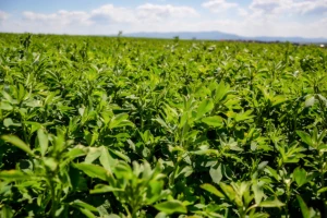 Suzbijte pjegavost lucerne i djeteline