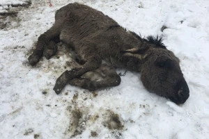 Ozdravi nam Bepo! Razbolio se magarac kojeg je spasio Antun Ponoš