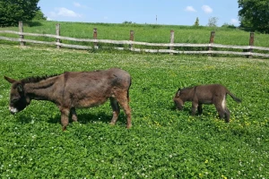 Trebali mlijeko za bolesnog sinčića, nabavili magarce i razvili uspješan posao