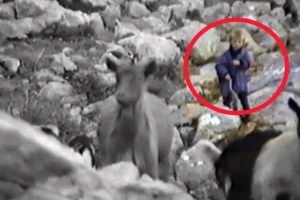 Kad je imao samo pet godina, Luka Modrić čuvao ovce i koze po vrletima Velebita