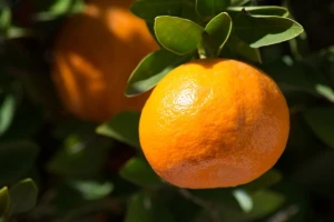 U Rusiju ne mogu, kamo ćemo s mandarinama?