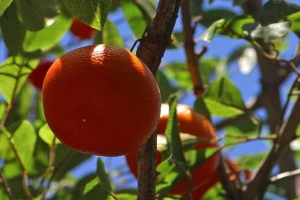 Voćarima EU potpore zbog ruskog embarga