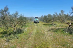 Maslinari, zaštitite stabla od opasnog paunovog oka