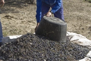 Ekstra djevičanske patvorine na hrvatskom tržištu