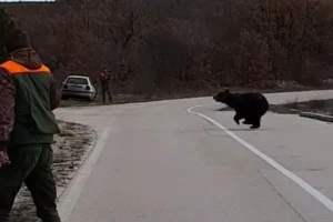 Smeđeg medvjeda u Imotsku krajinu privukli mir i obilje?