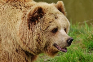 Vratio se kneževski medvjed, ubio dvije svinje ukupne težine više od 400 kg