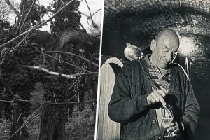 Preminuo je Mihalj Gerstmajer - Mišika stariji, pionir baranjskog vinogradarstva i vinarstva