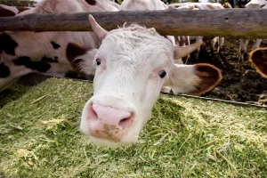 Dok neki sjede u odborima, farme propadaju!