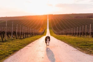 Kanađanin Andrew Knapp bira najljepša mjesta u Europi na kojima fotografira svog psa Momu. Sad su bili u Osijeku i Baranji