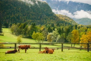 Stop cjepkanju poljoprivrednog zemljišta, za Austrijom zaostajemo samo 64 godine!