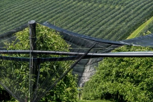 Tuča i obilne oborine opet prijete nasadima