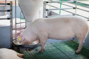 EFSA o riziku od MRSA-e u hrani za životinje