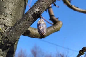 Uklonite mumije sa stabala: Poželjno je i krečenje prije proljeća