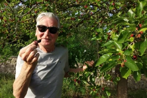 Murva ili dud: kraljica lipanjskih voćnih delicija i eliksir zdravlja