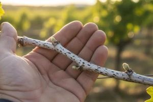 Na vrijeme zaštitite vinograd od crne pjegavosti