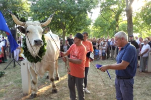Najteži istarski vol ima 1.380 kila - izmjeren je na 31. smotri Jakovlja