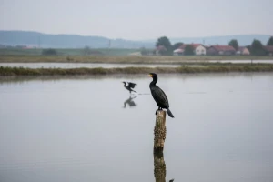 Naknada štete od kormorana