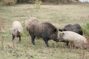Nakon nuklearne nesreće u Fukushimi: Odbjegle domaće svinje križale se s divljim veprovima