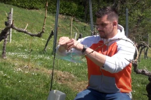 Kada broj moljaca u feromonskim kućicama premaši 70 - vrijeme je za tretiranje vinograda
