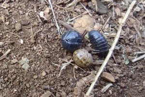 Priroda se brine sama za sebe - babure uklanjaju teške metale iz tla