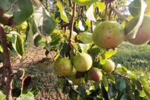Stara tetka Tepka - jedna od najstarijih sorti kruške otporna na mnoge bolesti