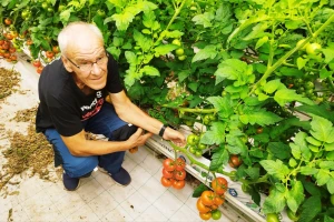 Milan Rak povećao je proizvodnju rajčice sa tri na - 60 tona!