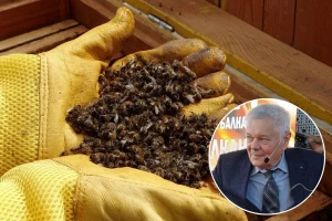 Vodeći mađarski stručnjak za bolesti pčela: Četiri su njihove glavne "ubojice", nije samo varoa!