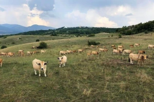 Ekoteletina iz Like osvaja domaće i regionalno tržište, a u planu je i lički ćevap