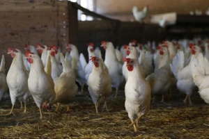 633 tisuće kuna za objekt za kokoši nesilice